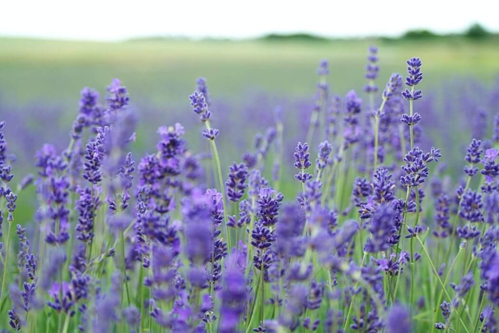 Wild field of beautiful purple lavender growing.