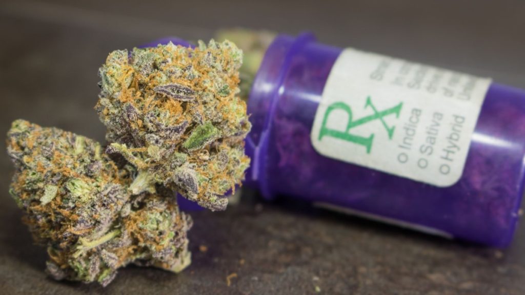 Purple pop top prescription canister laying on its side with two marijuana buds laying in front.