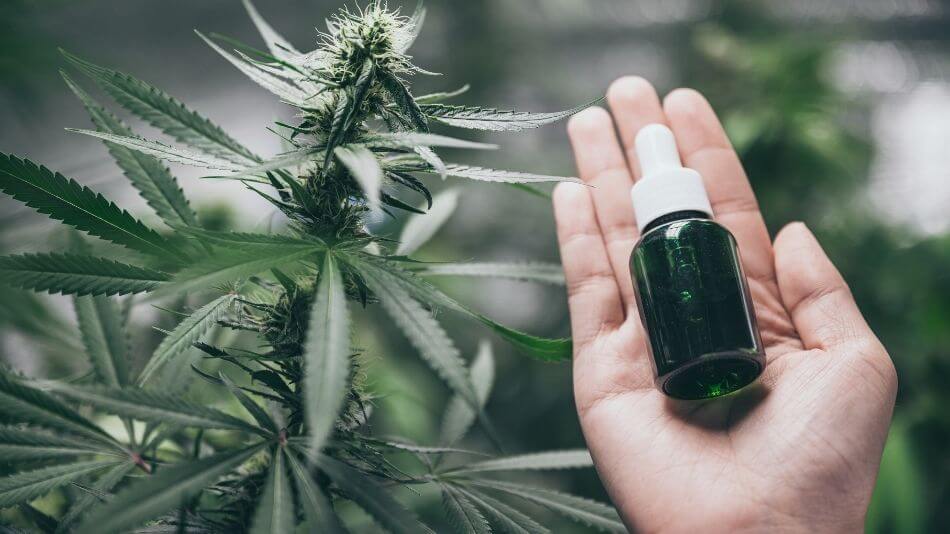 Lush green hemp plant and someone holding out their hand with a bottle of CBD oil.