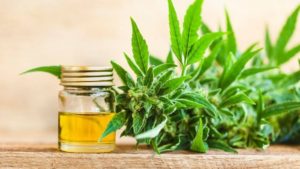 Jar of golden CBD oil with a gold lid sitting on a table with a hemp plant laying next to it.