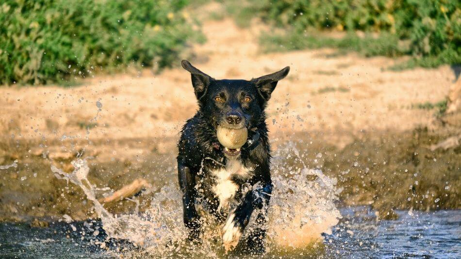 Black dog holding a ball in his mouth running through water.