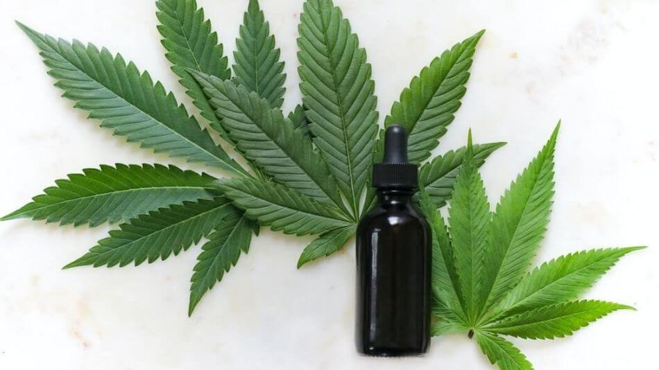 White background with black bottle of CBD laying on three deep green cannabis leaves.