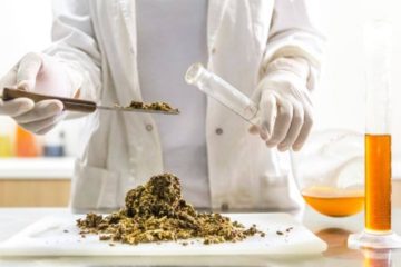 Scientist in lab coat and white rubber gloves using tool to scoop cannabis from pile of the table into glass beaker with amber oil at the bottom and another half filled measuring beaker of amber oil to the right.
