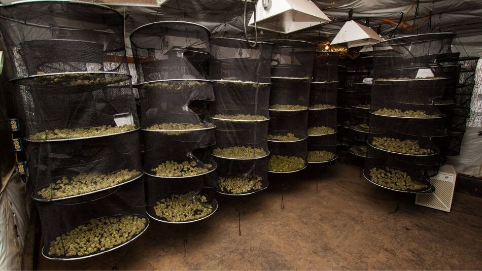 A room filled with mesh netting trays hung from the ceiling filled with hemp flower that's drying.