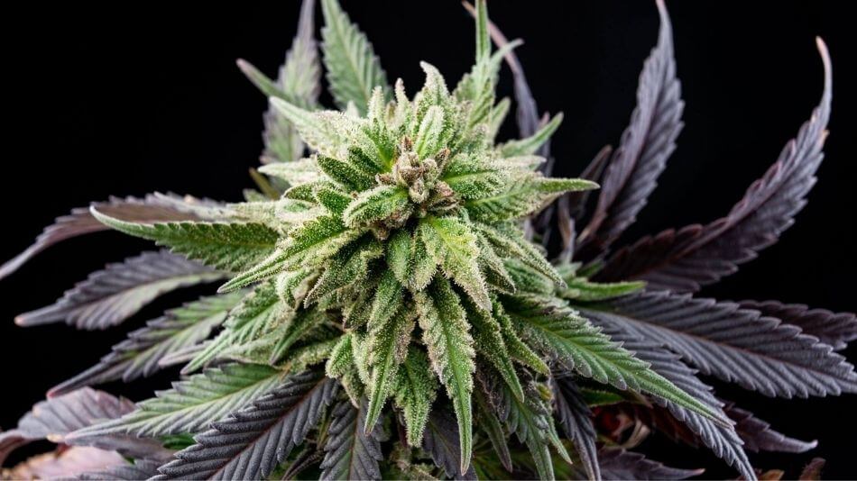 Close up view of a hemp flower cola with beautiful purple and green leaves.