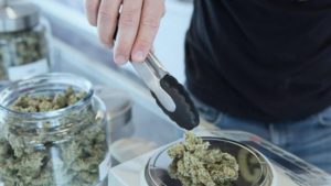 Man using tongs to weigh out hemp flower on a scale.