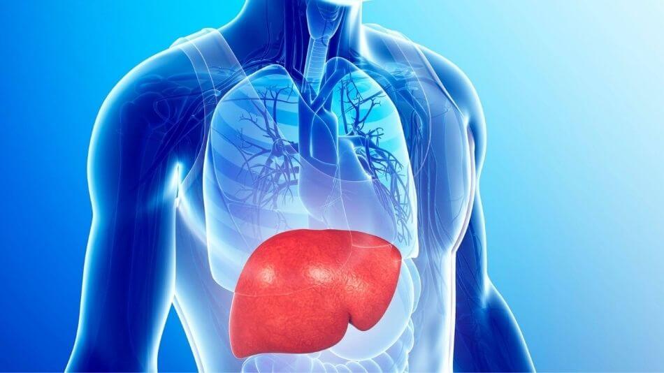 A graphic of where the liver sits in the human body.