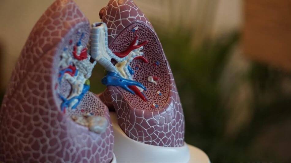 Model of a pair of lungs with a slice missing to give you a view of the inner workings of the lungs.