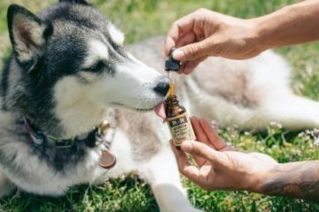 A Siberian Husky laying on the grass licking CBD from an eyedropper.