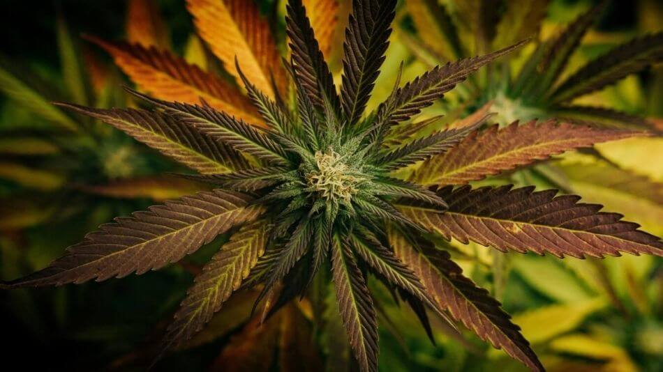View from above of a beautifully colored hemp plant.