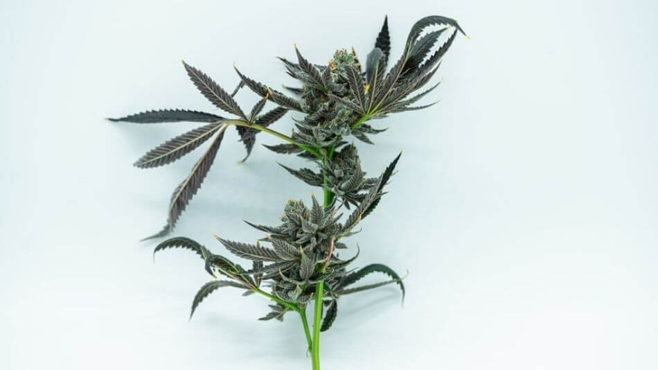 Hemp flower stalk with buds and purple leaves that resembles a single rose.