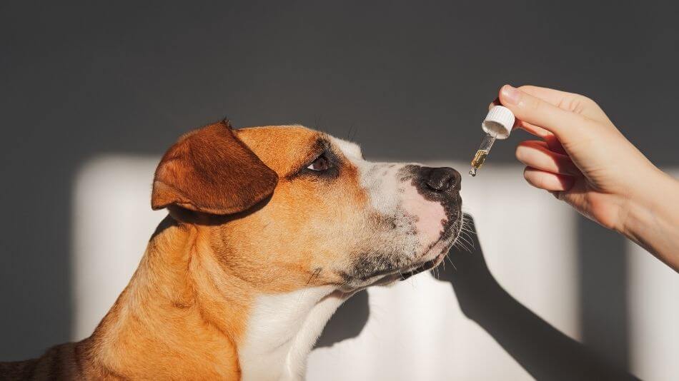 Dog sniffing an eyedropper full of CBD being held by someone.