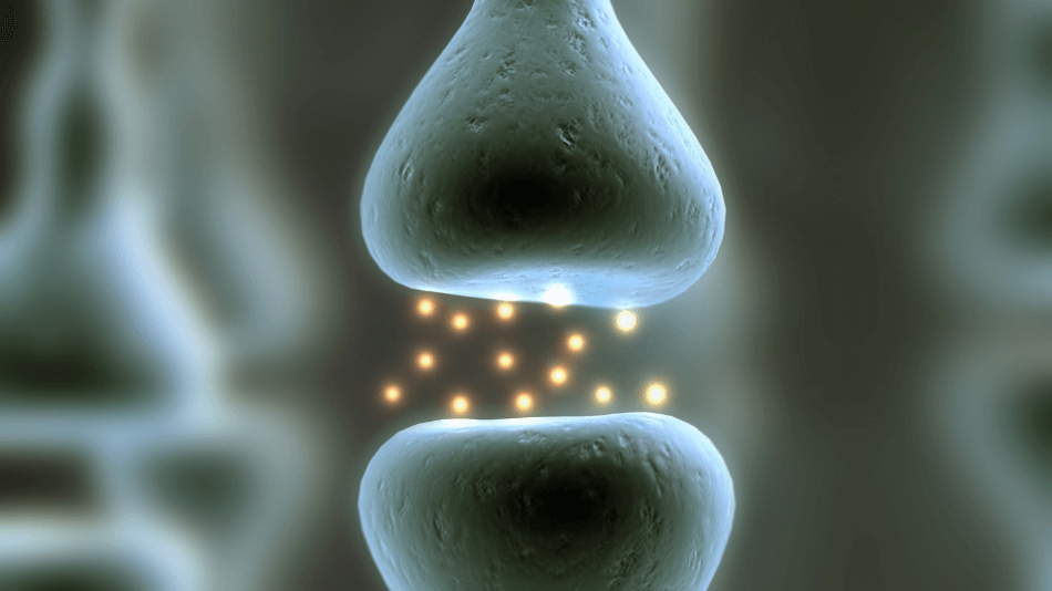 Graphic of a cannabinoid receptor.